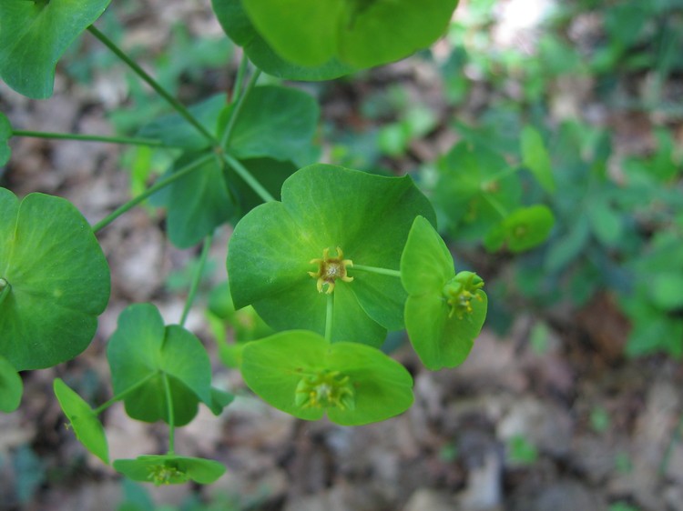 Euphorbia amygdaloides